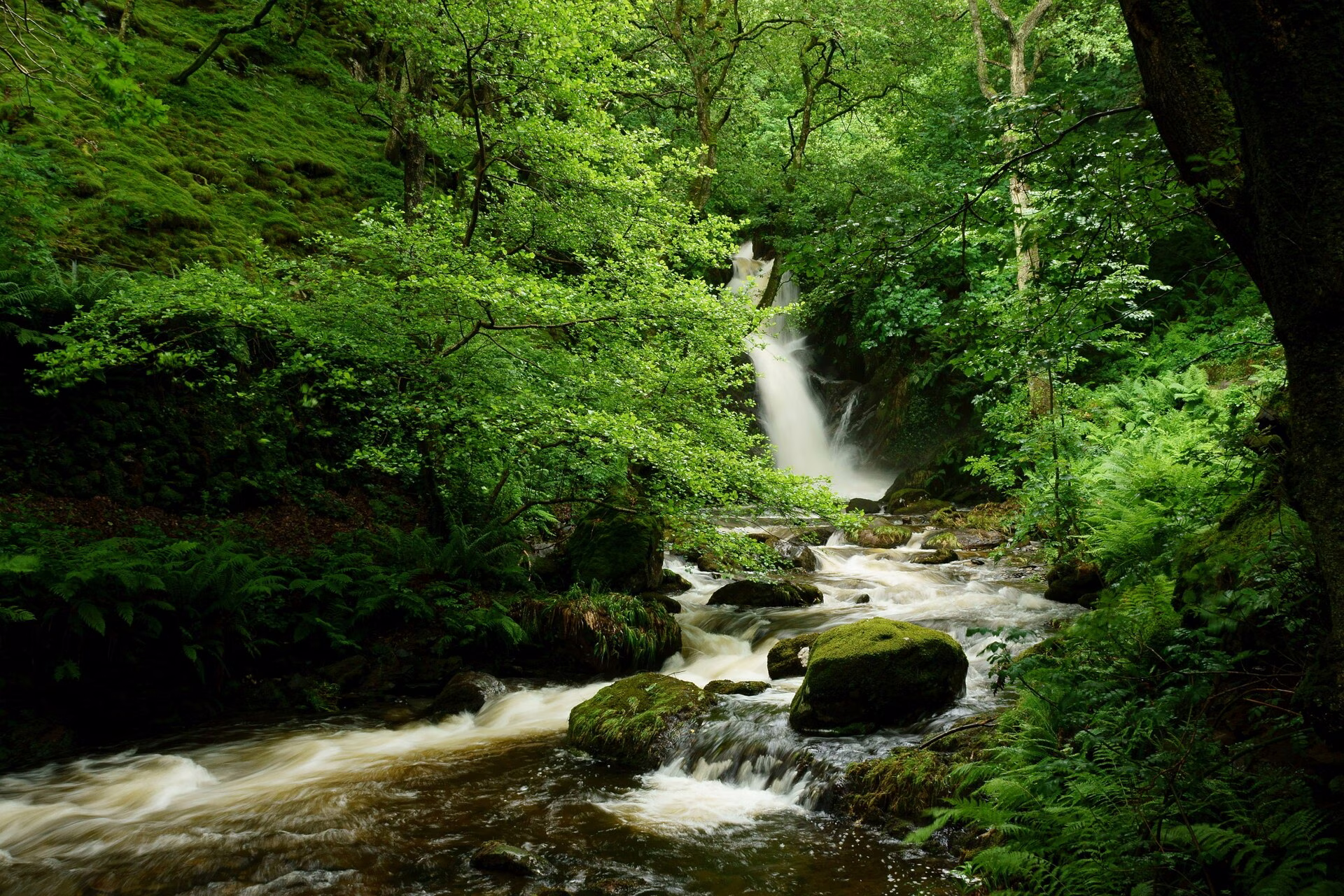Dolgoch Falls waterfall cascading through mossy wooded gorge, Gwynedd, Wales