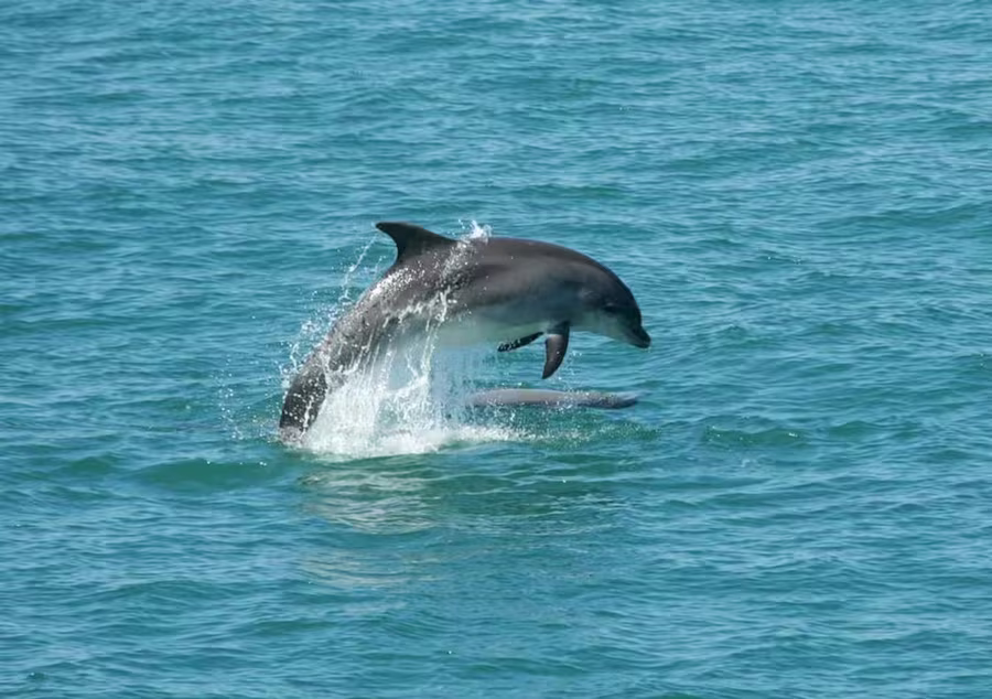 Bottlenose dolphin leaping from the sea off Tywyn, Cardigan Bay, Wales
